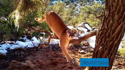 20 MOST INSPIRING ANIMAL RESCUES