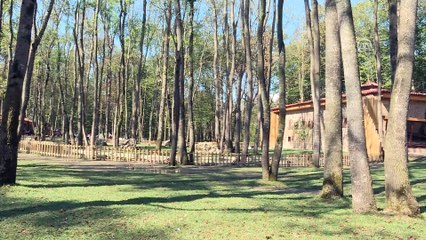 'Ormanya' hayvan popülasyonuna katkı sağlayacak - KOCAELİ