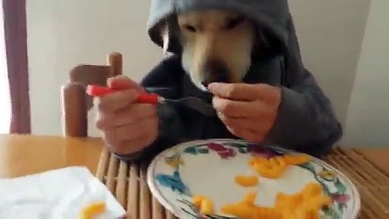 Best Funny Video