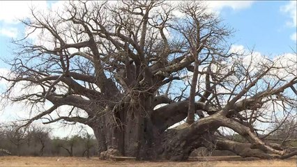 هذا الصباح- التبلدي.. شجرة معمرة تعيش مئات السنين