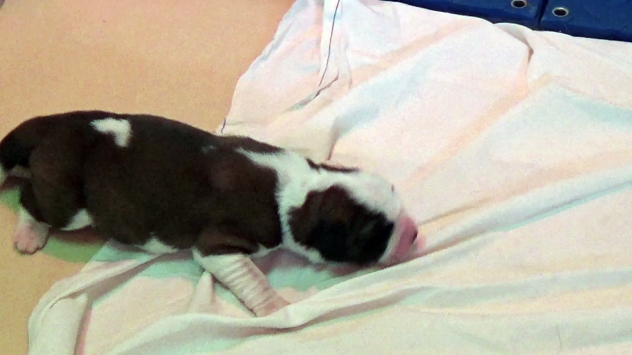 Vidéo du 21/09/2018 [Portée du 17/09/2018 Iris / Gump]