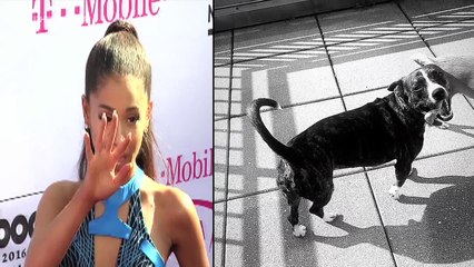 Ariana Grande's Taking Care Of Ex Mac Miller's Dog Myron After His Passing!