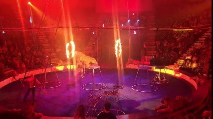 Un tigre épuisé perd connaissance dans un cirque en plein spectacle