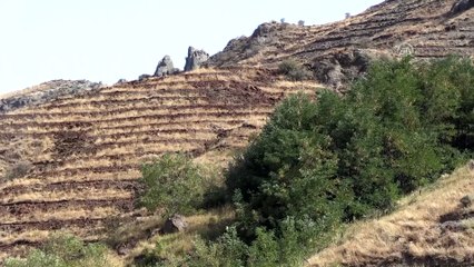 Aras Dağları'nda erozyonla mücadele hamlesi - IĞDIR