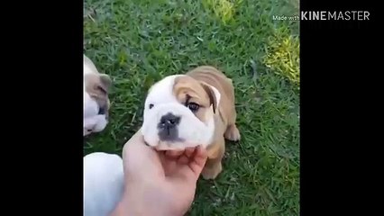 Dogs effection towards owners-cute puppies love