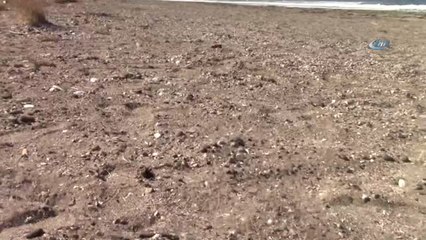 Likya Kum Zambağı'nı Koparanlara 48 Bin Lira Para Cezası