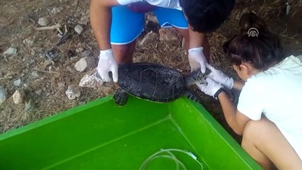 Deniz kaplumbağasına kalp masajı ve suni solunum - MUĞLA