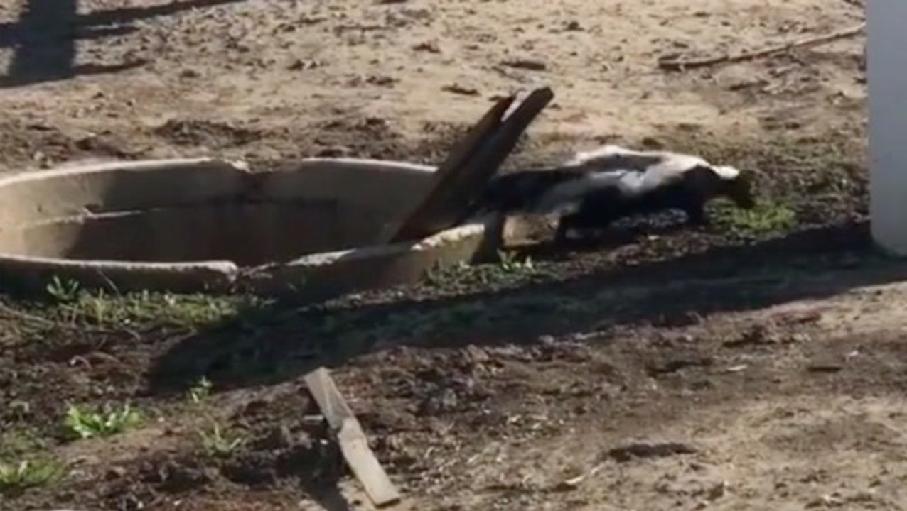 Operation: Skunk Rescue!