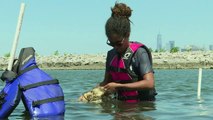 NY busca recuperar su título de capital mundial de las ostras