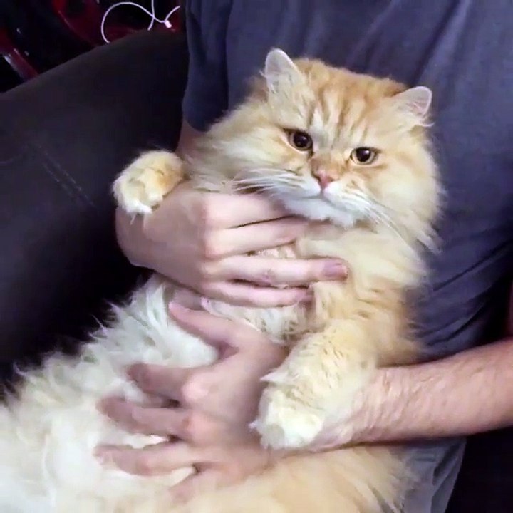 check out my cat with some massage