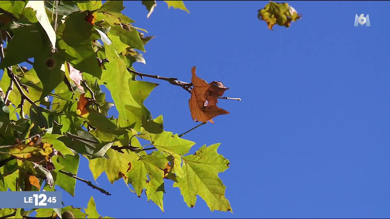 En automne, les feuilles mortes peuvent être dangereuses