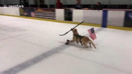 Meet the world’s first ice skating Dog