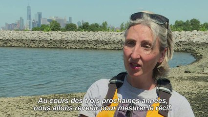 New York: un paradis à huîtres à reconstruire