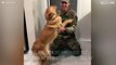 Emotional dog and homecoming soldier reunion