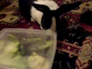 Ouverture boite Atilla