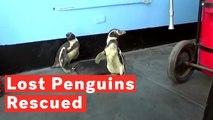 Lost Humboldt Penguins Rescued From A Rural Area In Peru