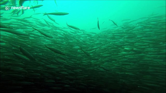 UK fisherman films massive herring shoal being chased by sharks