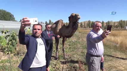 Deveyi Gören Telefona Sarıldı