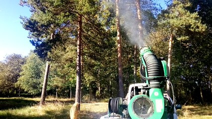 Lutte biologique contre la chenille processionnaire du pin