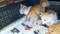 Afraid Kittens Crying With Tears -Funny Cat Video Supper Funny Kittens Reactions