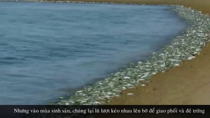 Sự Kỳ Diệu Của Tạo Hoá Khi Loài Cá Bỏ Nước Lên Đất Liền Đào Hố Đẻ Trứng