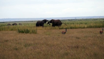 Wild Elephant on Fight Masai Mara Kenya Africa