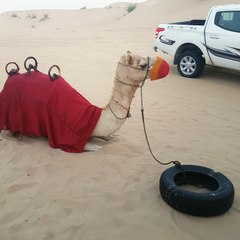 See How Camel Reacts To The Camera!! ADORABLE