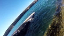 Sharks Feast on Whale Carcass