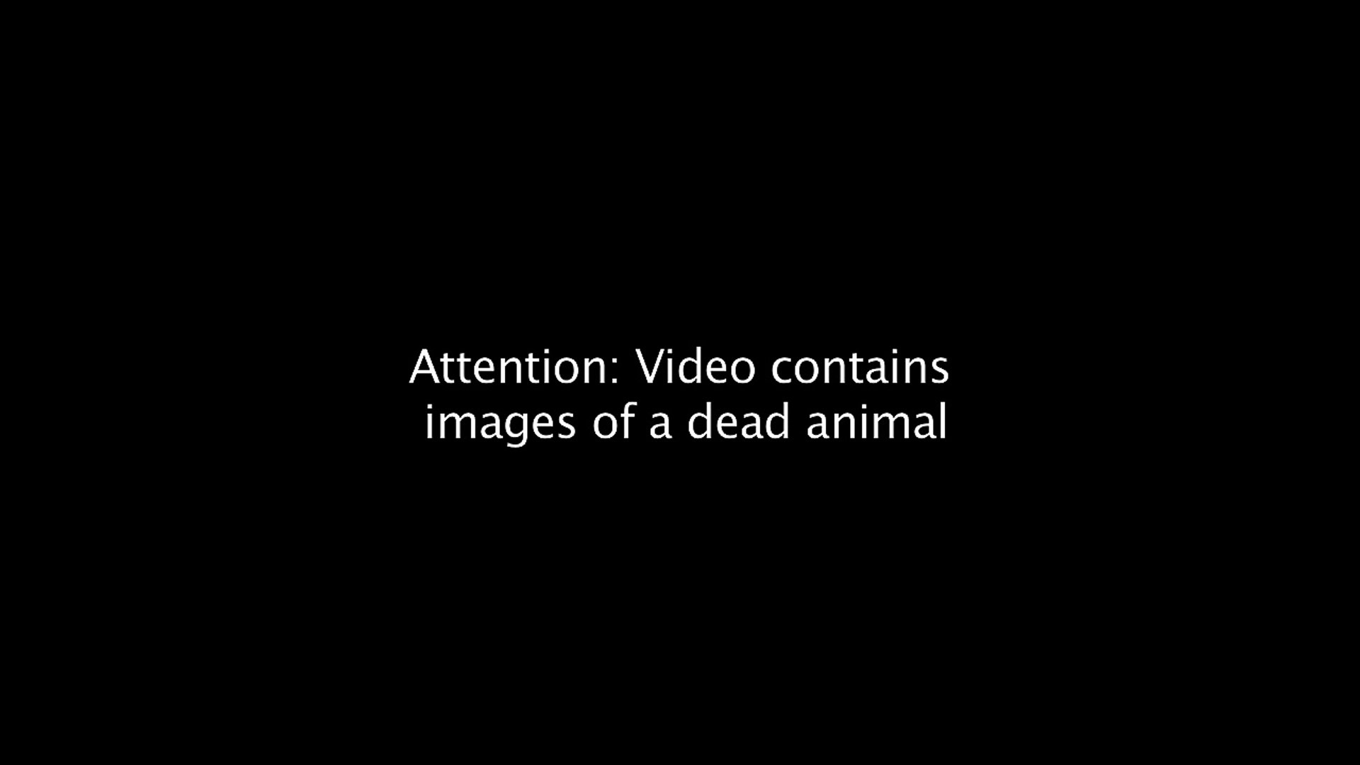 ⁣Endangered Sumatran tiger found dead in Indonesia