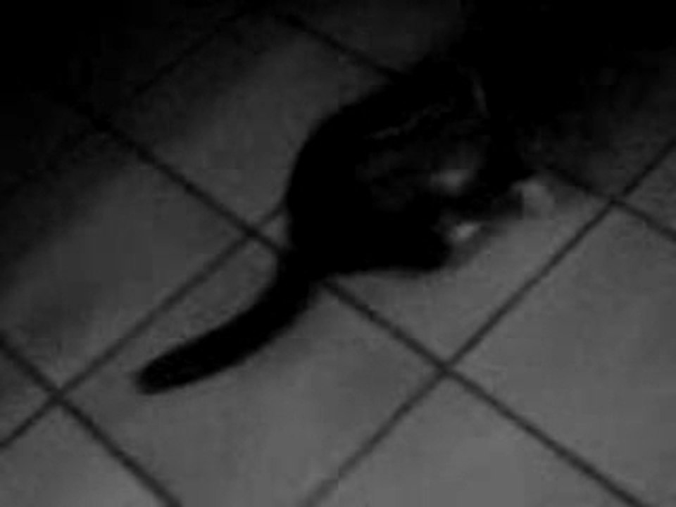 Le chat
