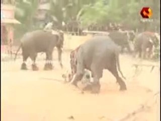 un elephant pete un cable