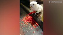 Parrot Eating Birds Eye Chili Peppers