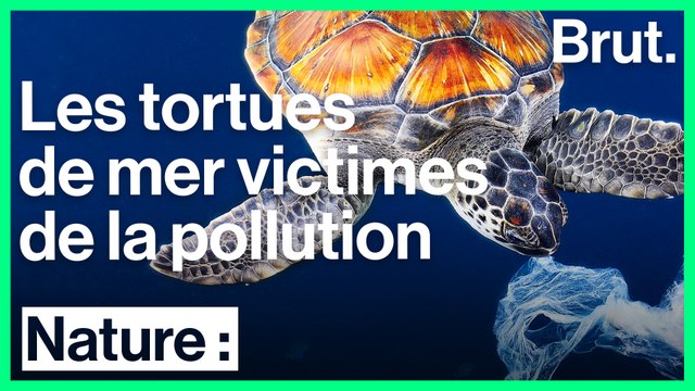 Les tortues de mer, premières victimes de la pollution marine