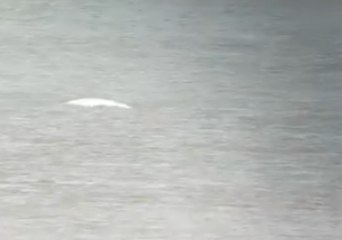 Beluga Whale Briefly Glimpsed in River Thames