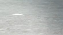 Beluga Whale Briefly Glimpsed in River Thames