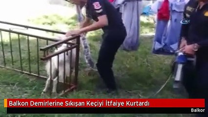 Balkon Demirlerine Sıkışan Keçiyi İtfaiye Kurtardı
