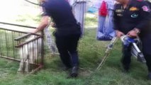Balkon demirlerine sıkışan keçiyi itfaiye kurtardı