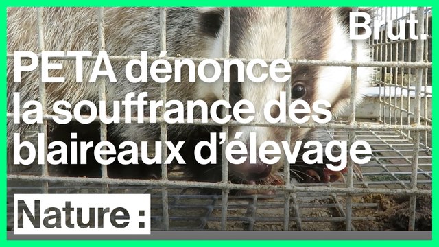 PETA dénonce les conditions d'élevage des blaireaux en Chine