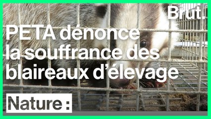 PETA dénonce les conditions d'élevage des blaireaux en Chine