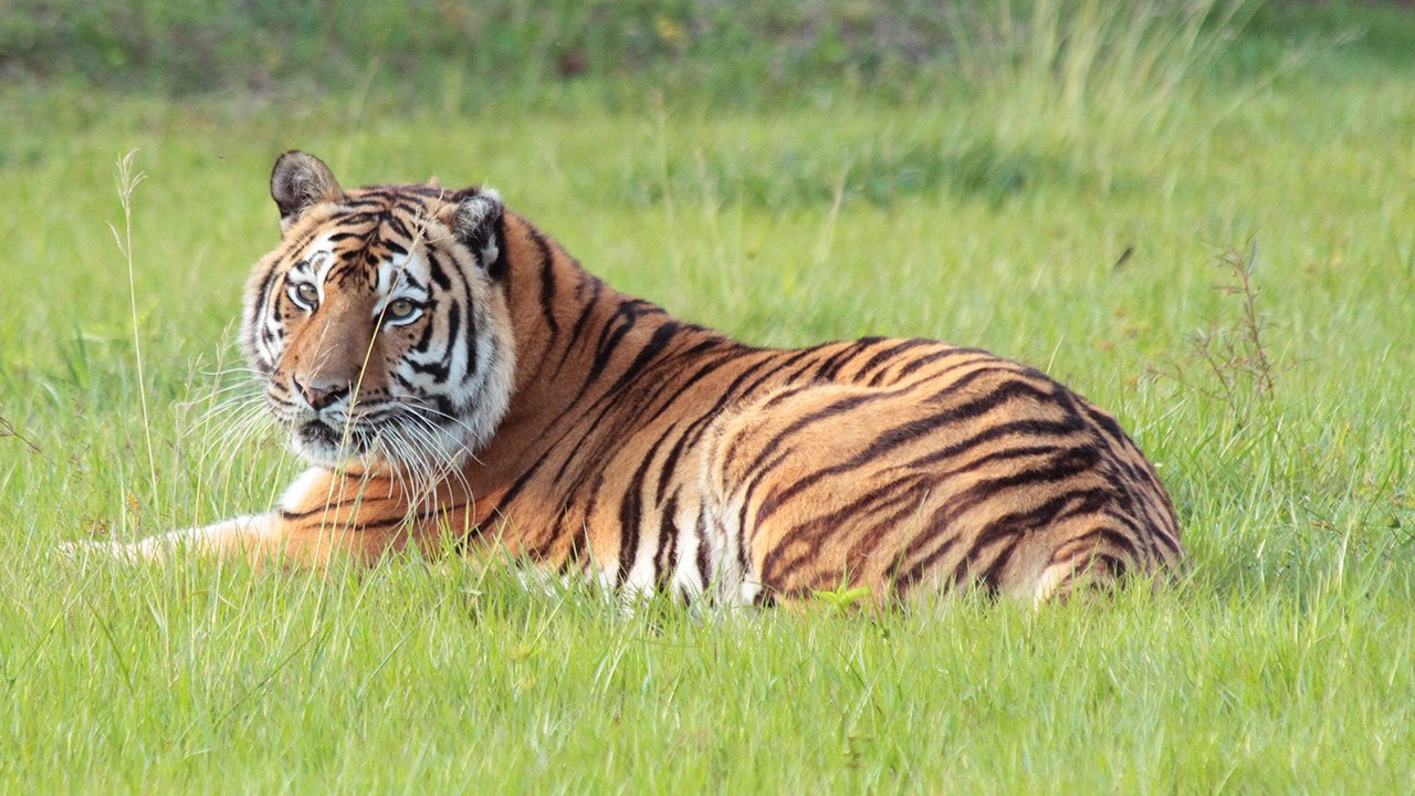 Tiger Has A Close Call