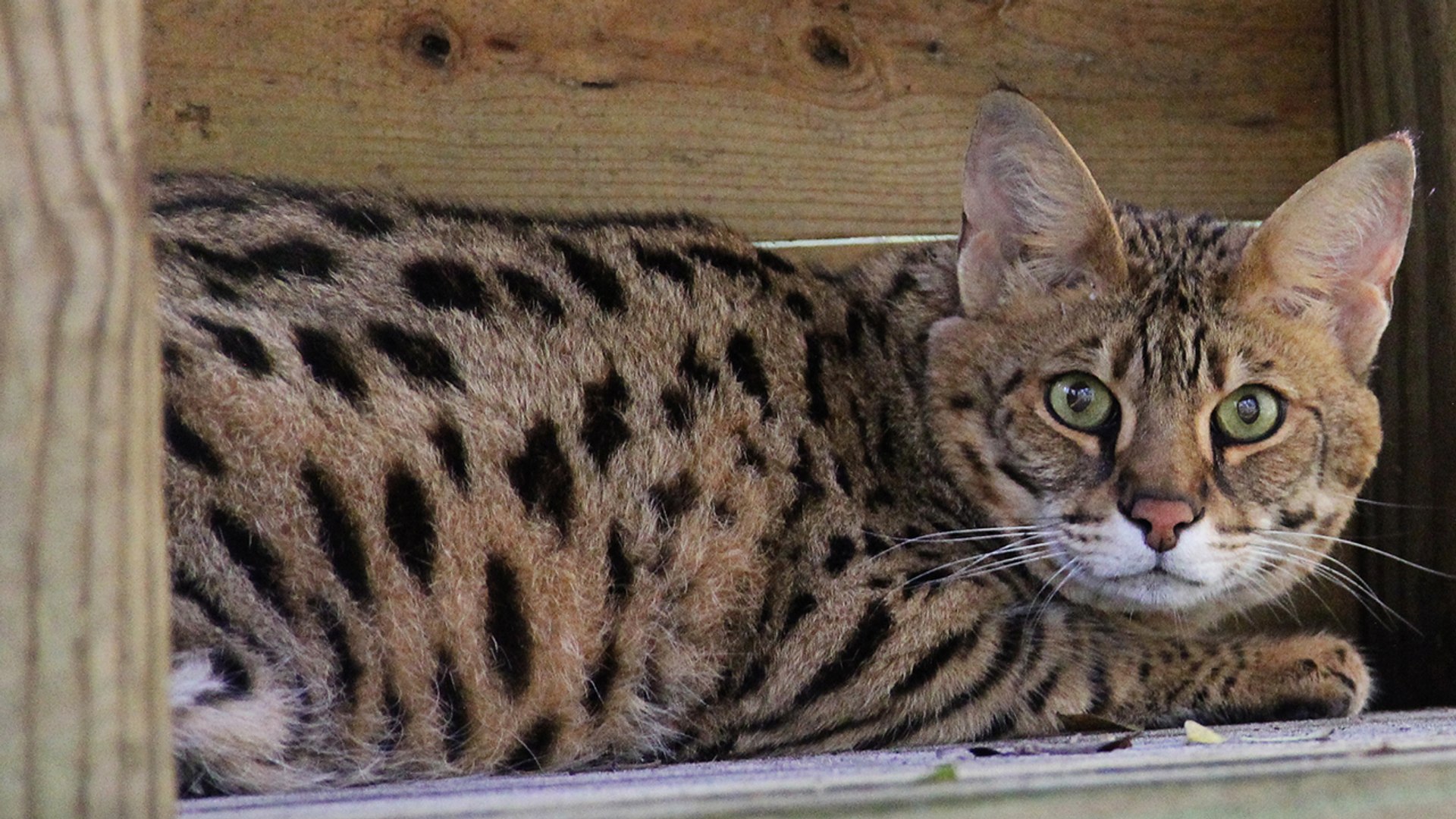 Talking Savannah Cat