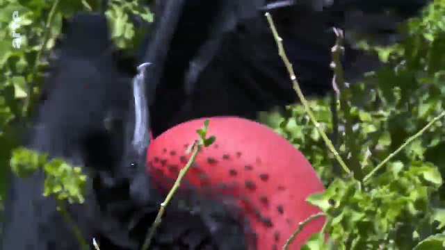 L’iguane marin des Galapagos - une mystérieuse disparition [Documentaire animalier 2018 HD]