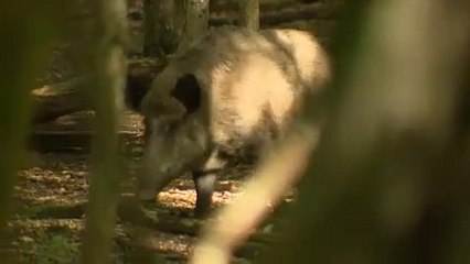 Peste suina africana: in Belgio al macello 4000 maiali