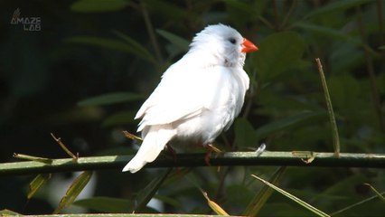 Why Birds’ Voice Boxes Are in Their Chests Instead of Throats
