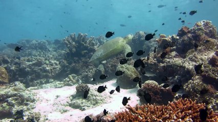Sipadan - Malaysia, shallow dive