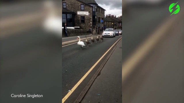 Une famille de cygnes bloque la circulation