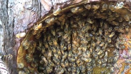 Il fabrique une ruche incroyable dans un tronc d'arbre