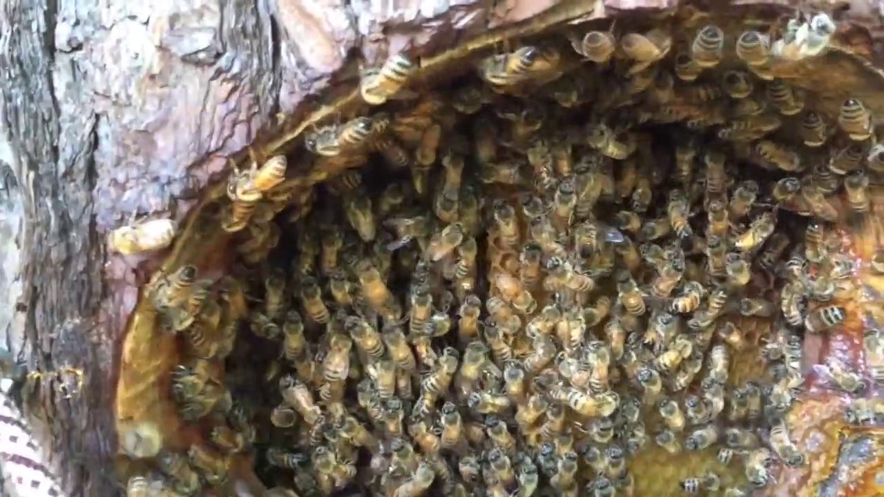 Il fabrique une ruche incroyable dans un tronc d'arbre