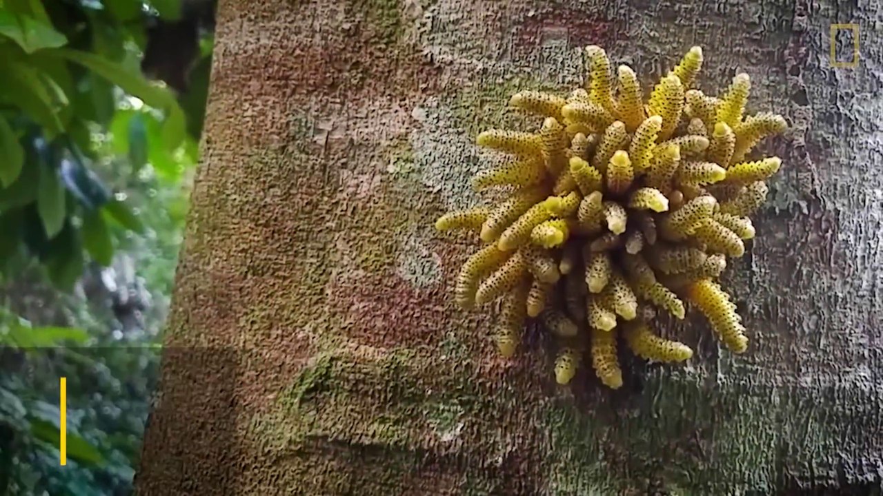 Ces chenilles ont une technique de défense incroyable
