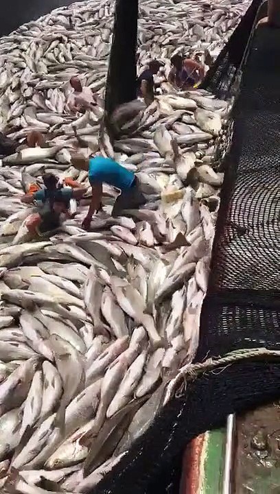 Si vous faites ce métier il faut aimer le poisson... Incroyable